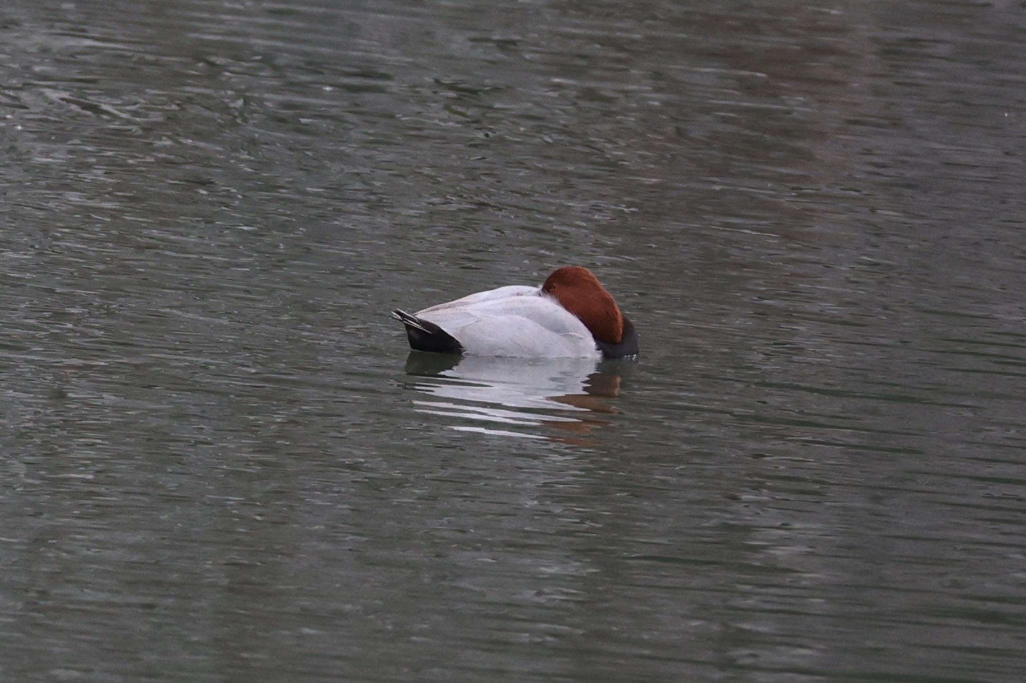 Photo of Common Pochard at 名城公園 by ベルサス