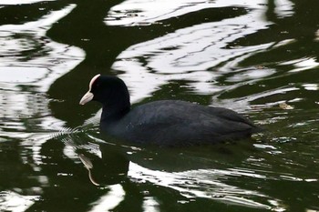 Eurasian Coot 名城公園 Sun, 11/12/2023