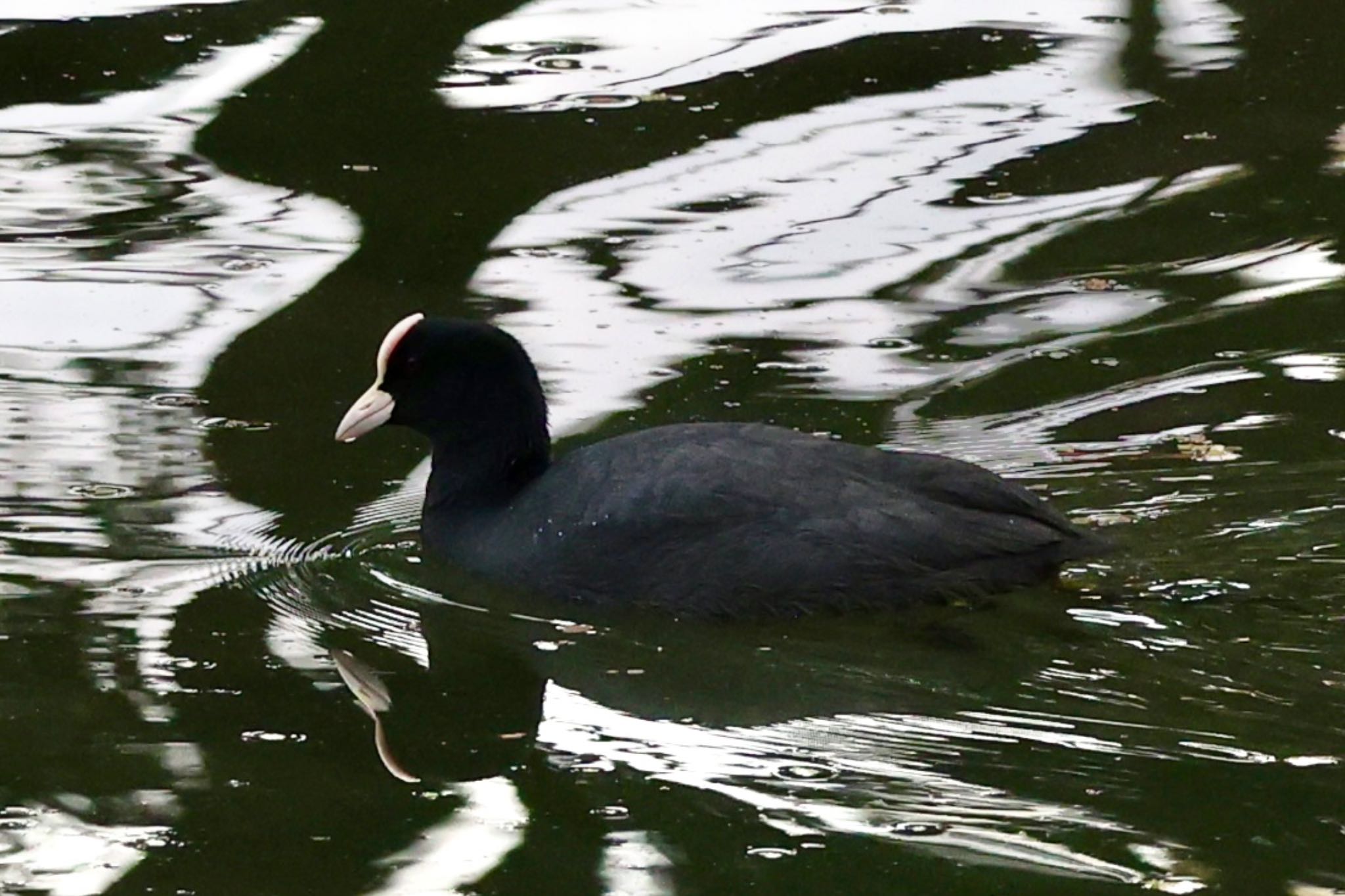 Photo of Eurasian Coot at 名城公園 by ベルサス