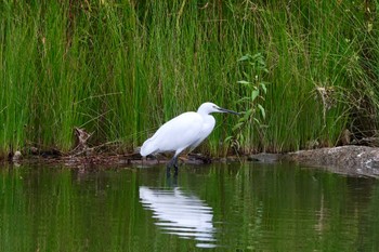 Little Egret 名城公園 Sun, 11/12/2023