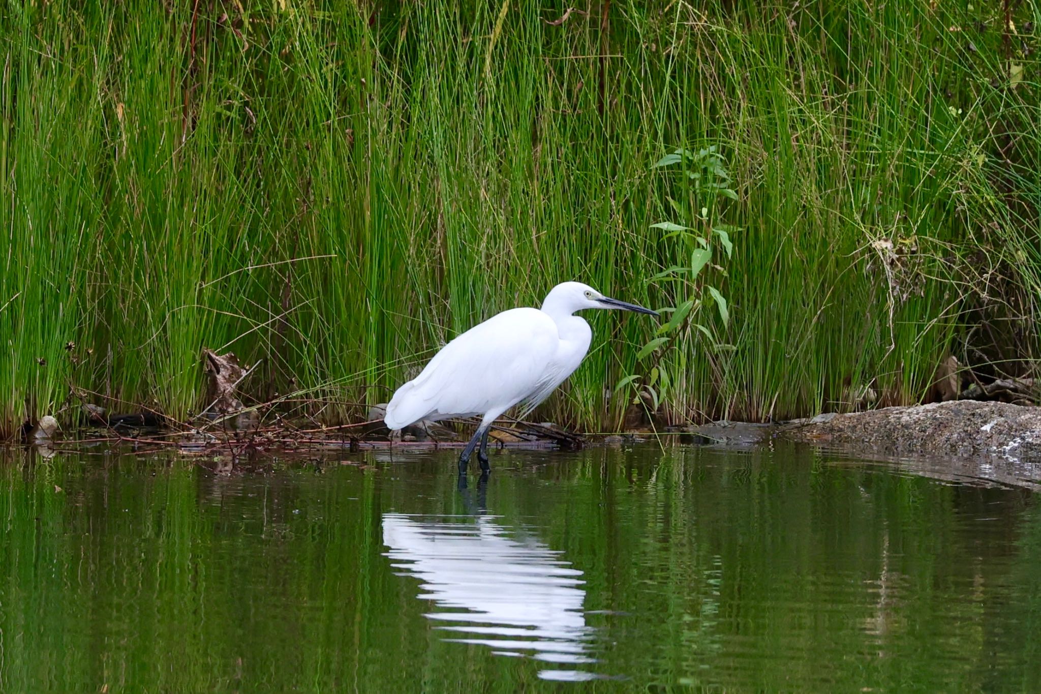 Photo of Little Egret at 名城公園 by ベルサス