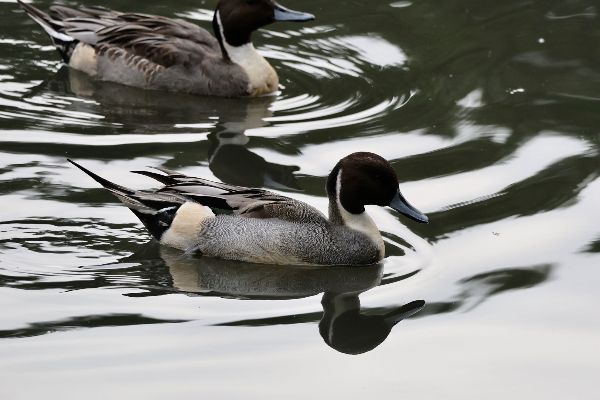 Photo of Northern Pintail at 名城公園 by ベルサス