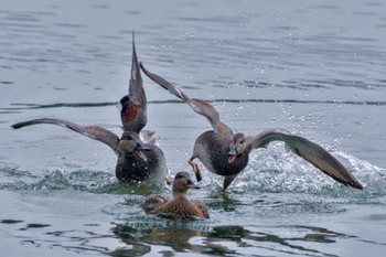 2023年11月12日(日) 相模原沈殿池の野鳥観察記録