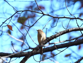 Daurian Redstart 山梨県森林公園金川の森(山梨県笛吹市) Mon, 11/13/2023