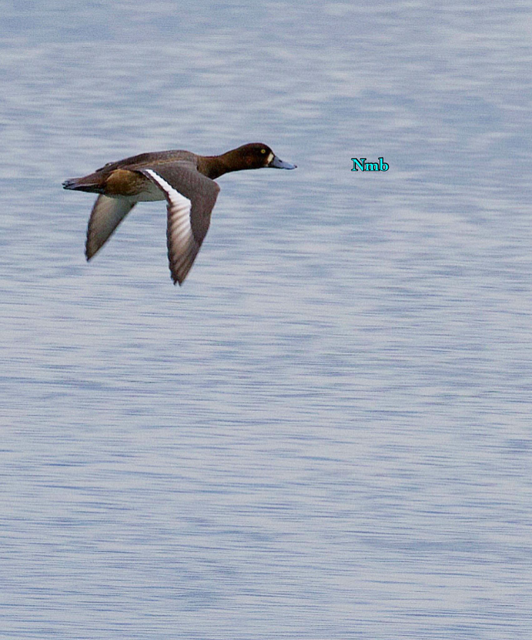 Photo of Greater Scaup at  by soul.number.358