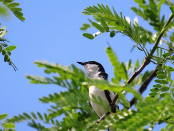 White-winged Triller Richmond Lowlands, NSW, Australia Sun, 11/12/2023