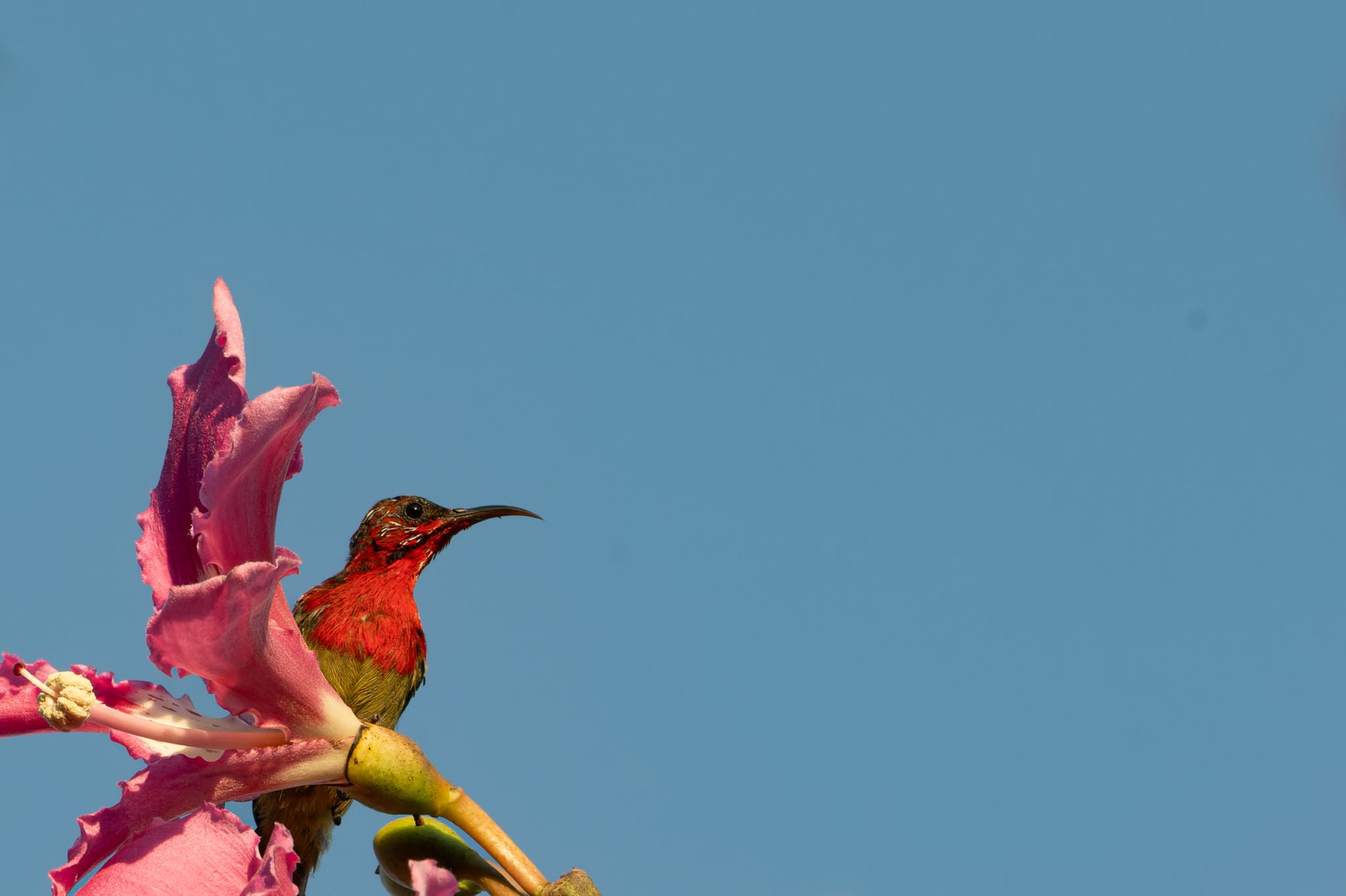 Photo of Crimson Sunbird at 雲南省 by ぽちゃっこ