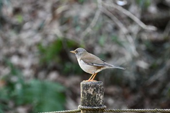 シロハラ 小山田緑地公園 2023年3月11日(土)