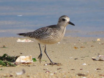 Grey Plover Gonushi Coast Sun, 11/12/2023