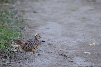 Chinese Bamboo Partridge Kitamoto Nature Observation Park Mon, 11/13/2023