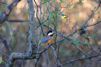 Varied Tit Kitamoto Nature Observation Park Mon, 11/13/2023