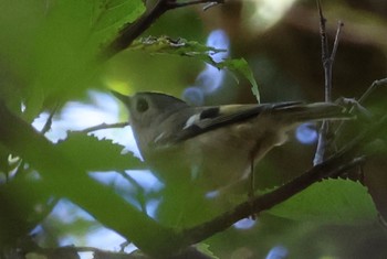 Goldcrest Mizumoto Park Mon, 11/13/2023