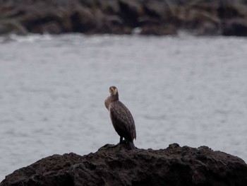 2023年11月12日(日) 真鶴岬の野鳥観察記録