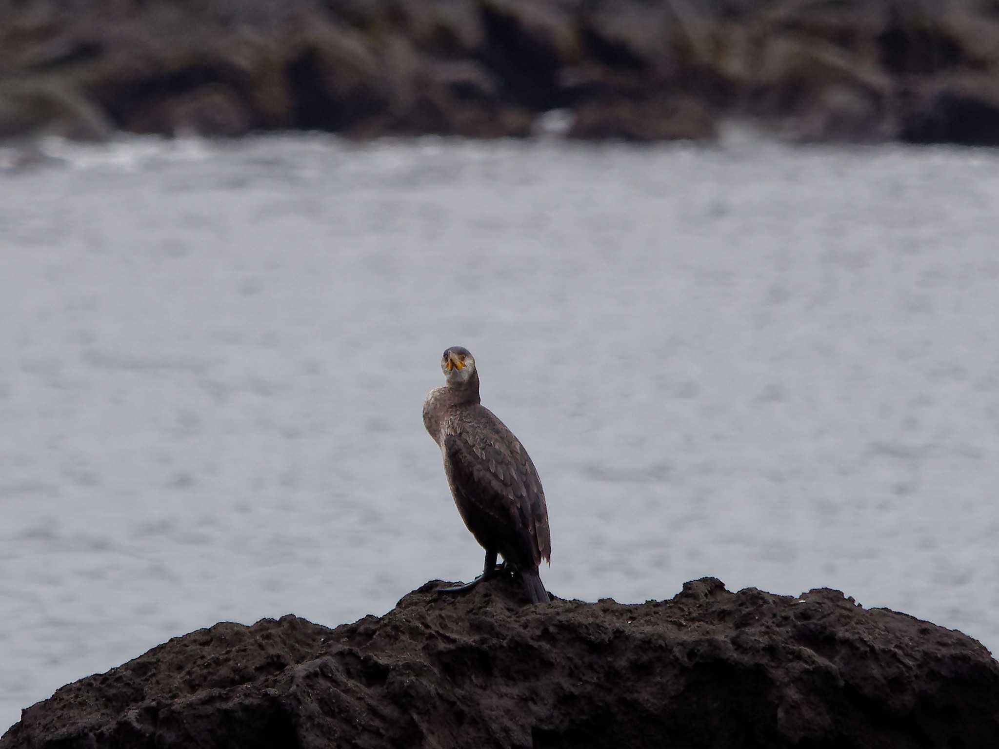 Japanese Cormorant