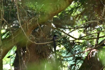 サンコウチョウ 八王子城跡 2023年5月5日(金)