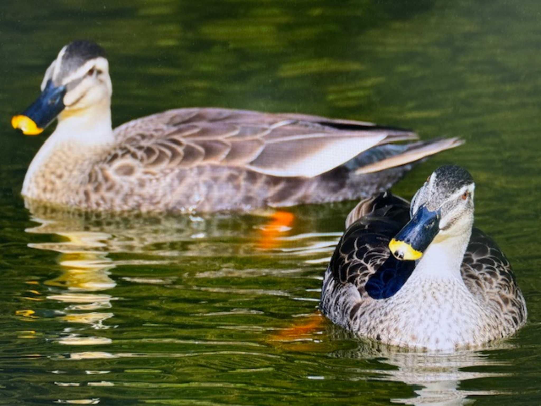 Eastern Spot-billed Duck