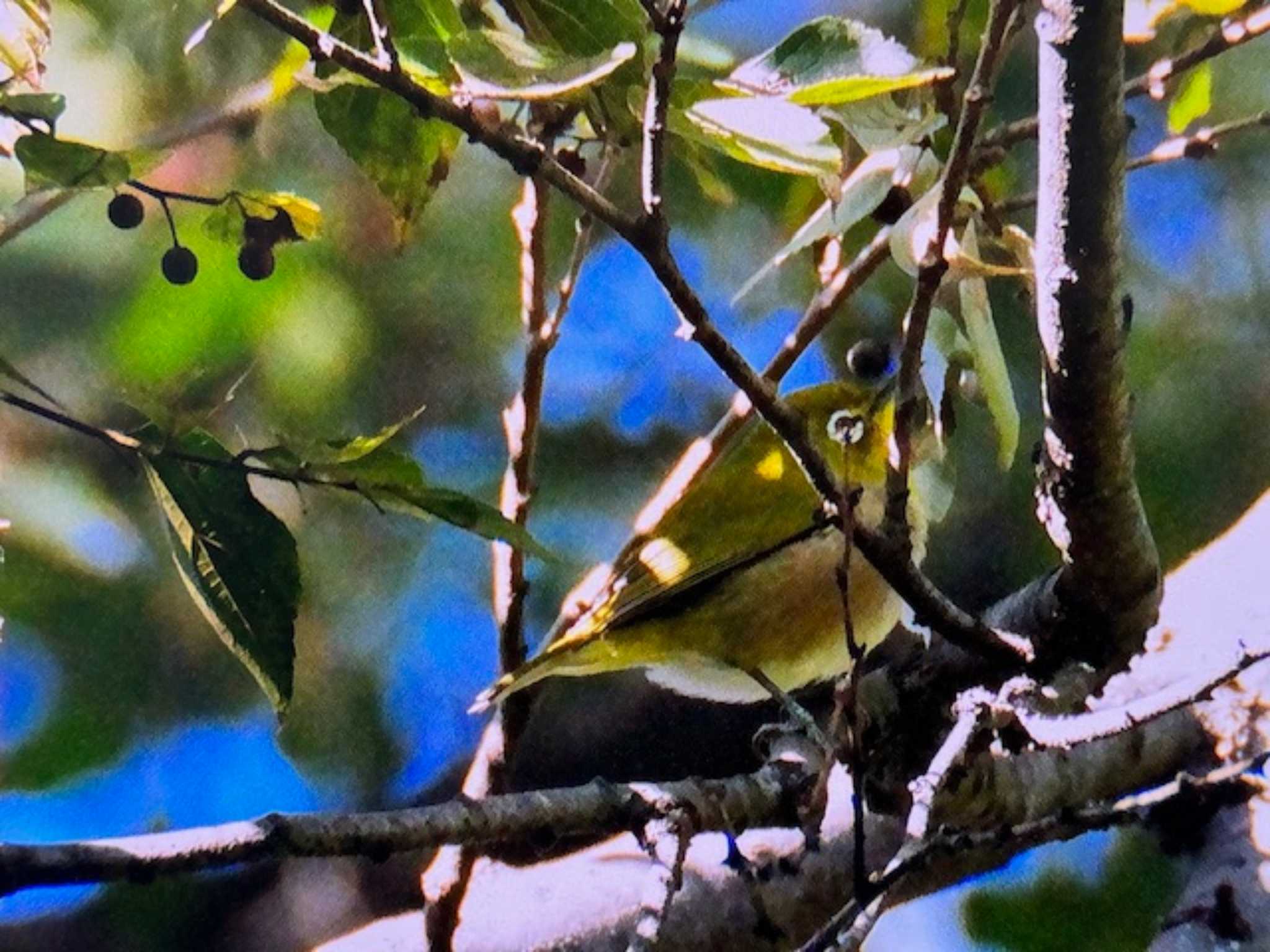 Photo of Warbling White-eye at Shinjuku Gyoen National Garden by ゆるゆるとりみんgoo