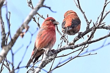 Red Crossbill Unknown Spots Sat, 11/11/2023