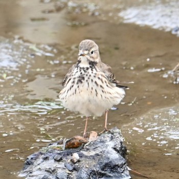 Water Pipit Unknown Spots Sun, 11/12/2023