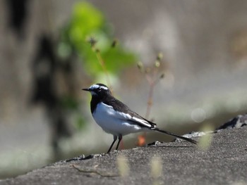 Japanese Wagtail 山梨県森林公園金川の森(山梨県笛吹市) Mon, 11/13/2023