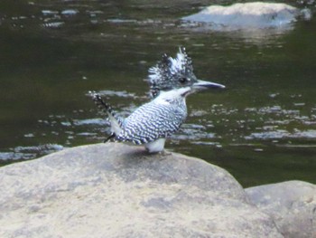 Crested Kingfisher 長門峡 Sun, 11/12/2023