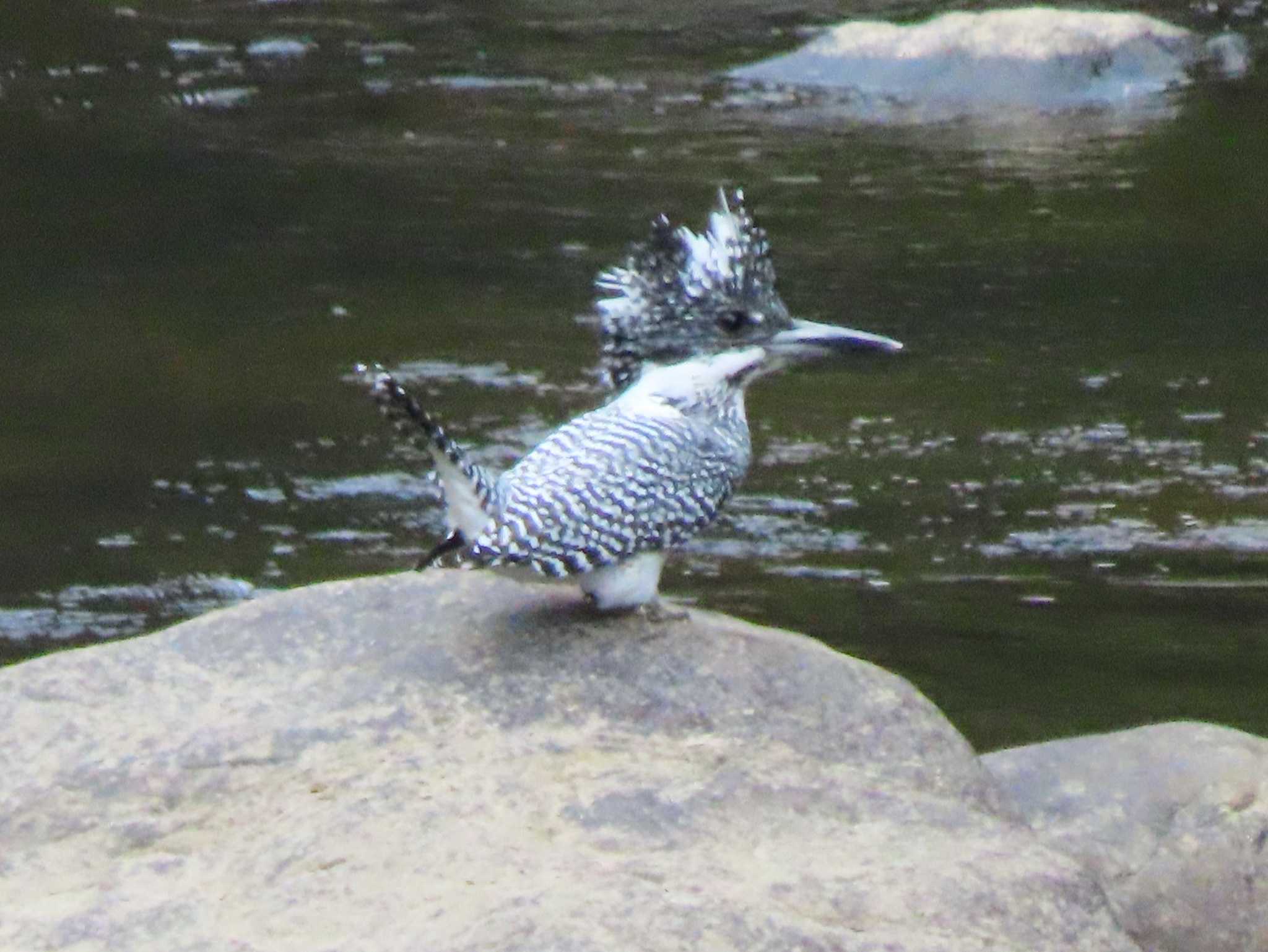 2023年11月12日(日) 長門峡の野鳥観察記録 by みそっち | ZooPicker