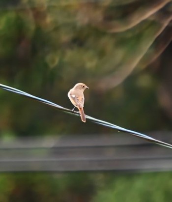 Daurian Redstart 海上の森 Mon, 11/6/2023