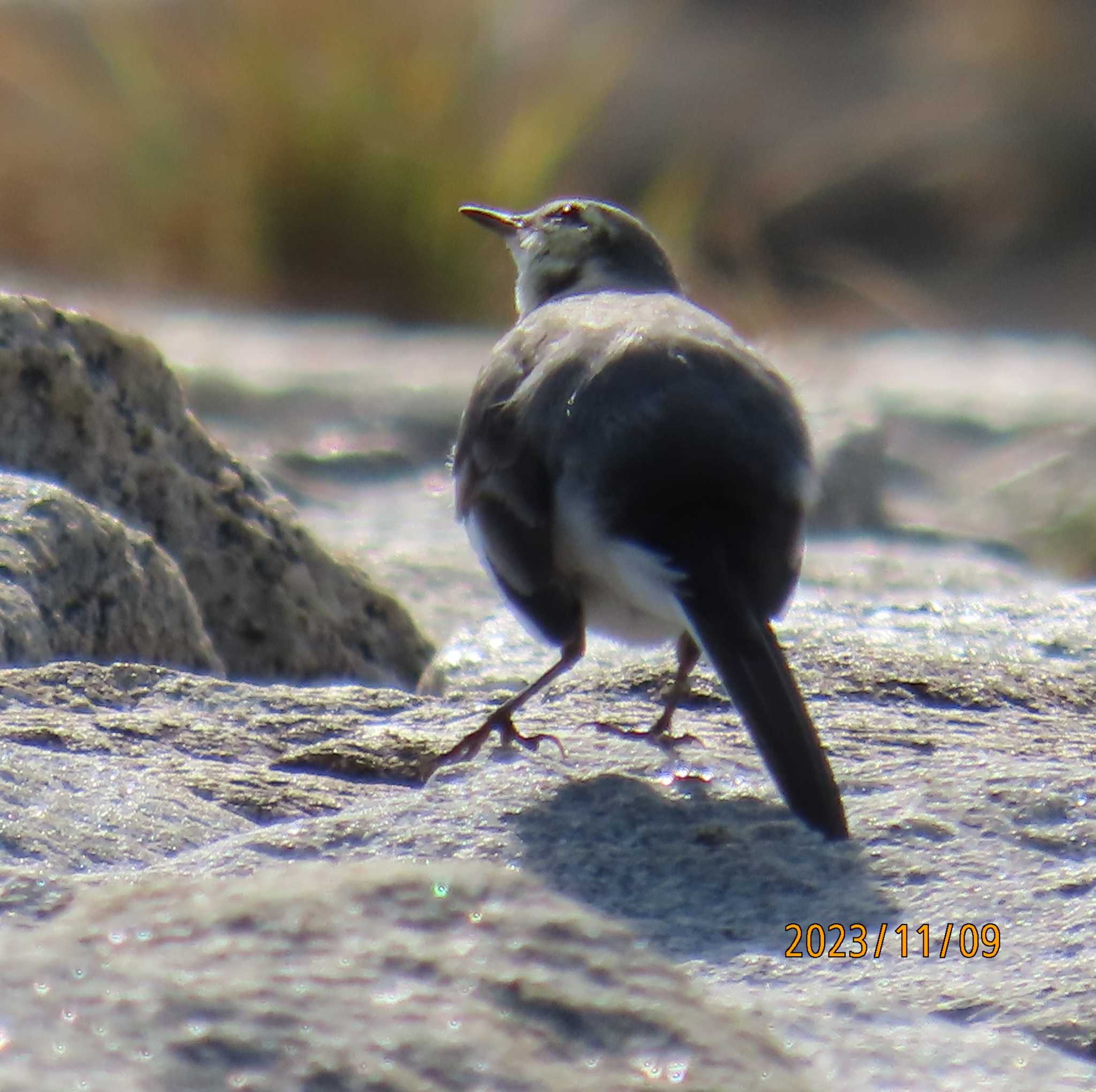 葛西臨海公園 ハクセキレイの写真