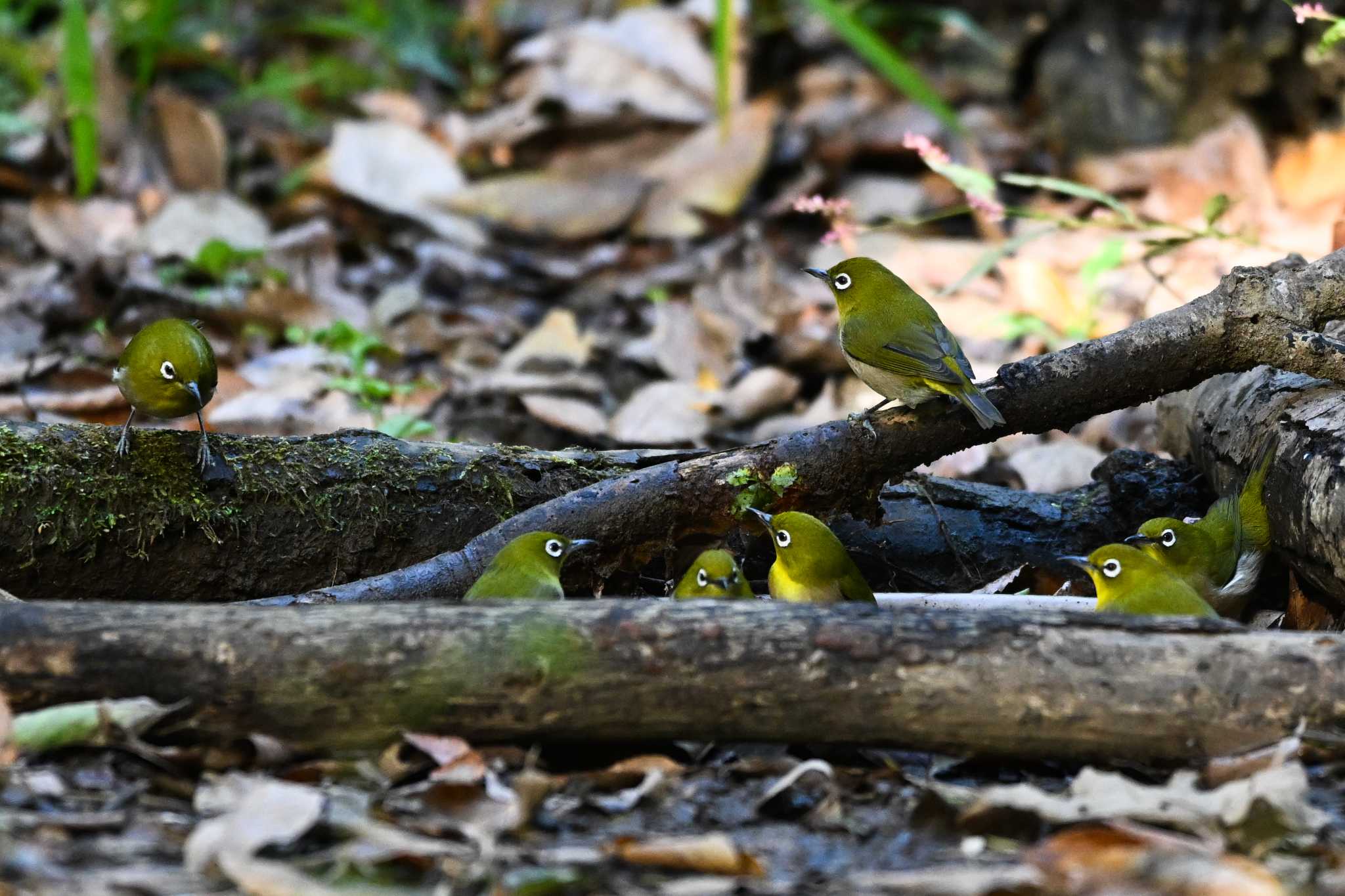 秋ヶ瀬公園 メジロの写真