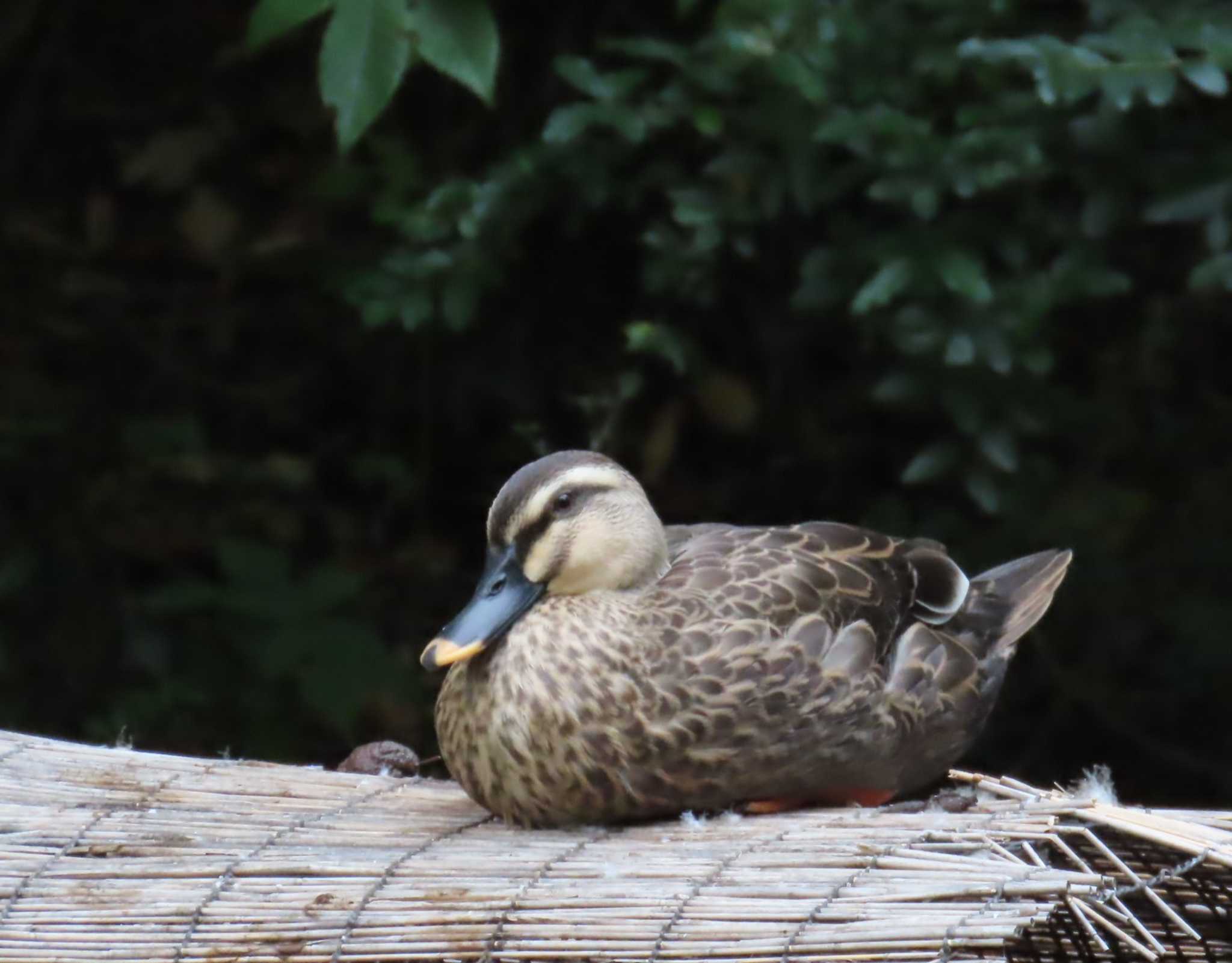 都内公園 カルガモの写真