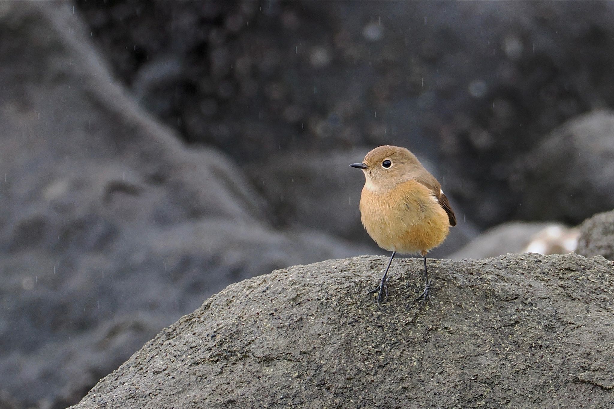 東京港野鳥公園 ジョウビタキの写真