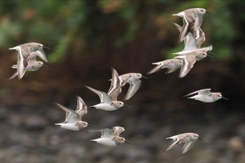 ハマシギ 東京港野鳥公園 2023年11月12日(日)