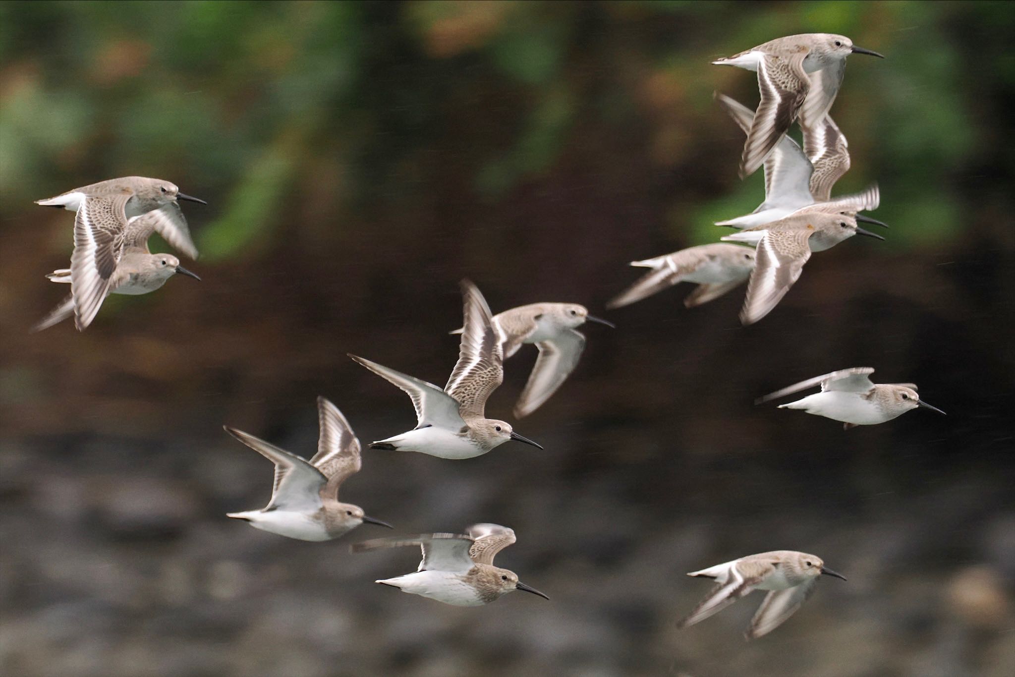 東京港野鳥公園 ハマシギの写真