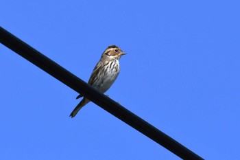 Little Bunting Hegura Island Wed, 10/18/2023