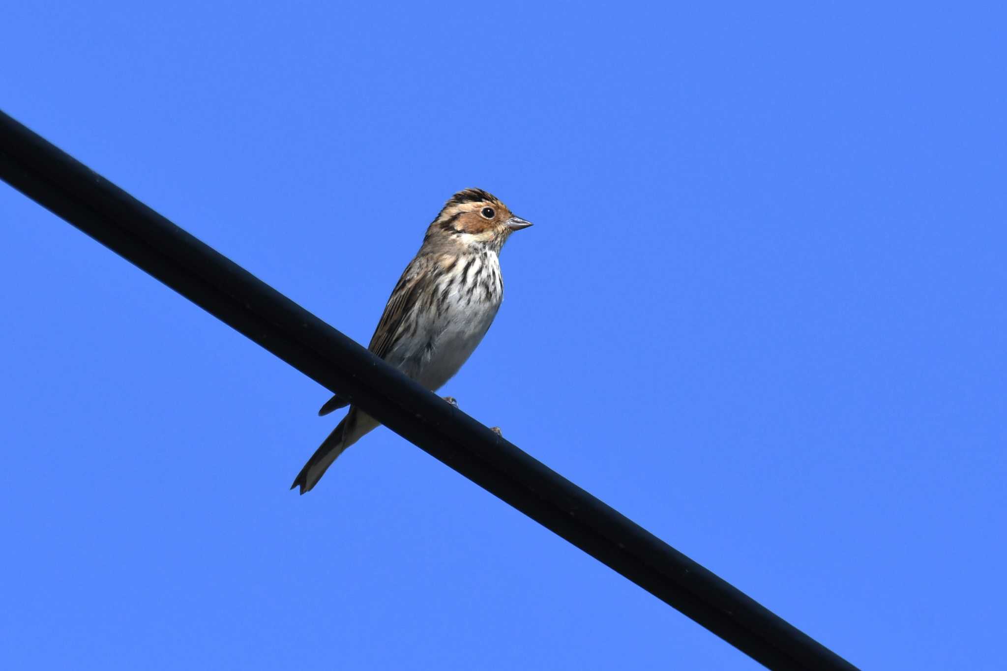 Little Bunting