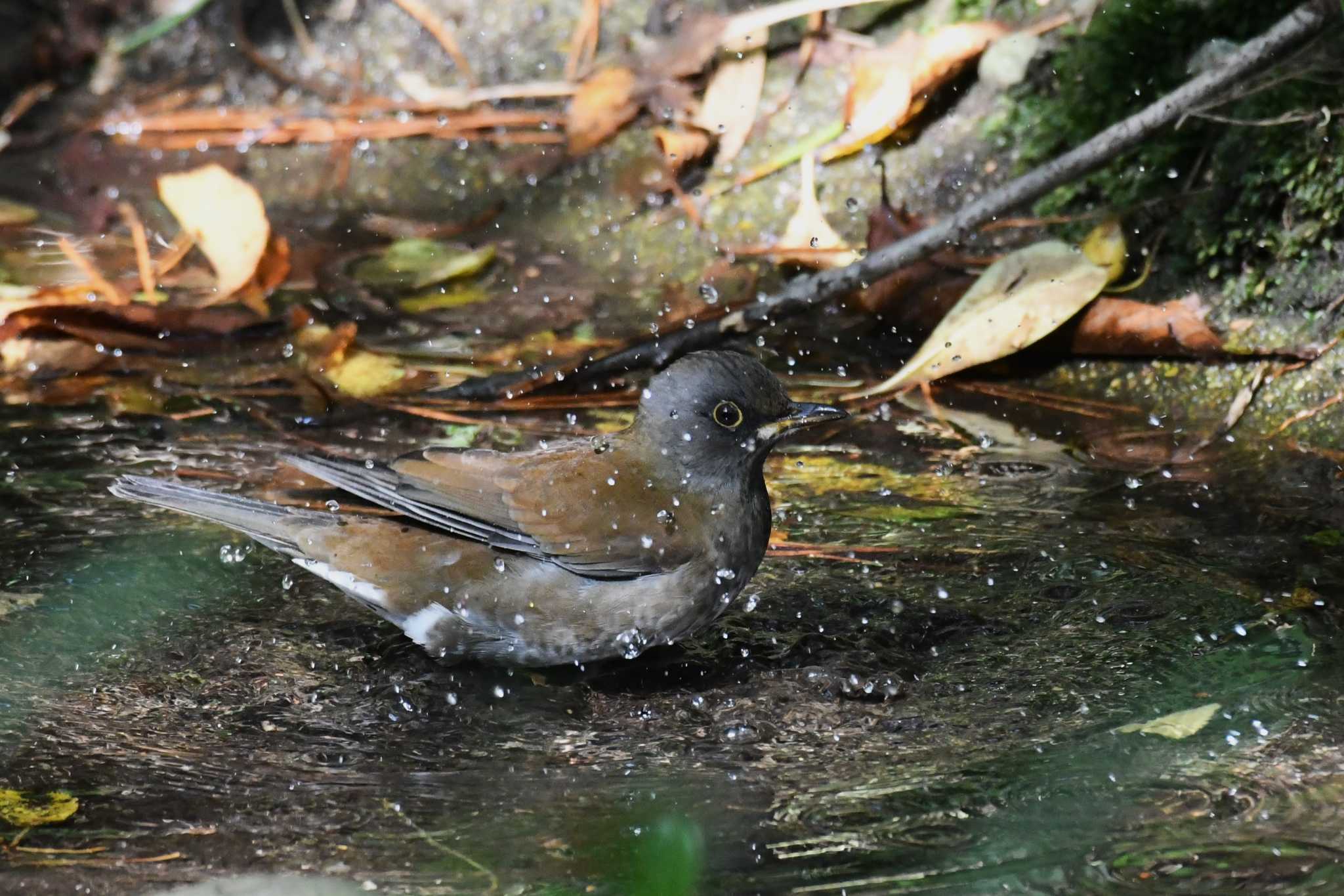 Photo of Pale Thrush at Hegura Island by 岸岡智也