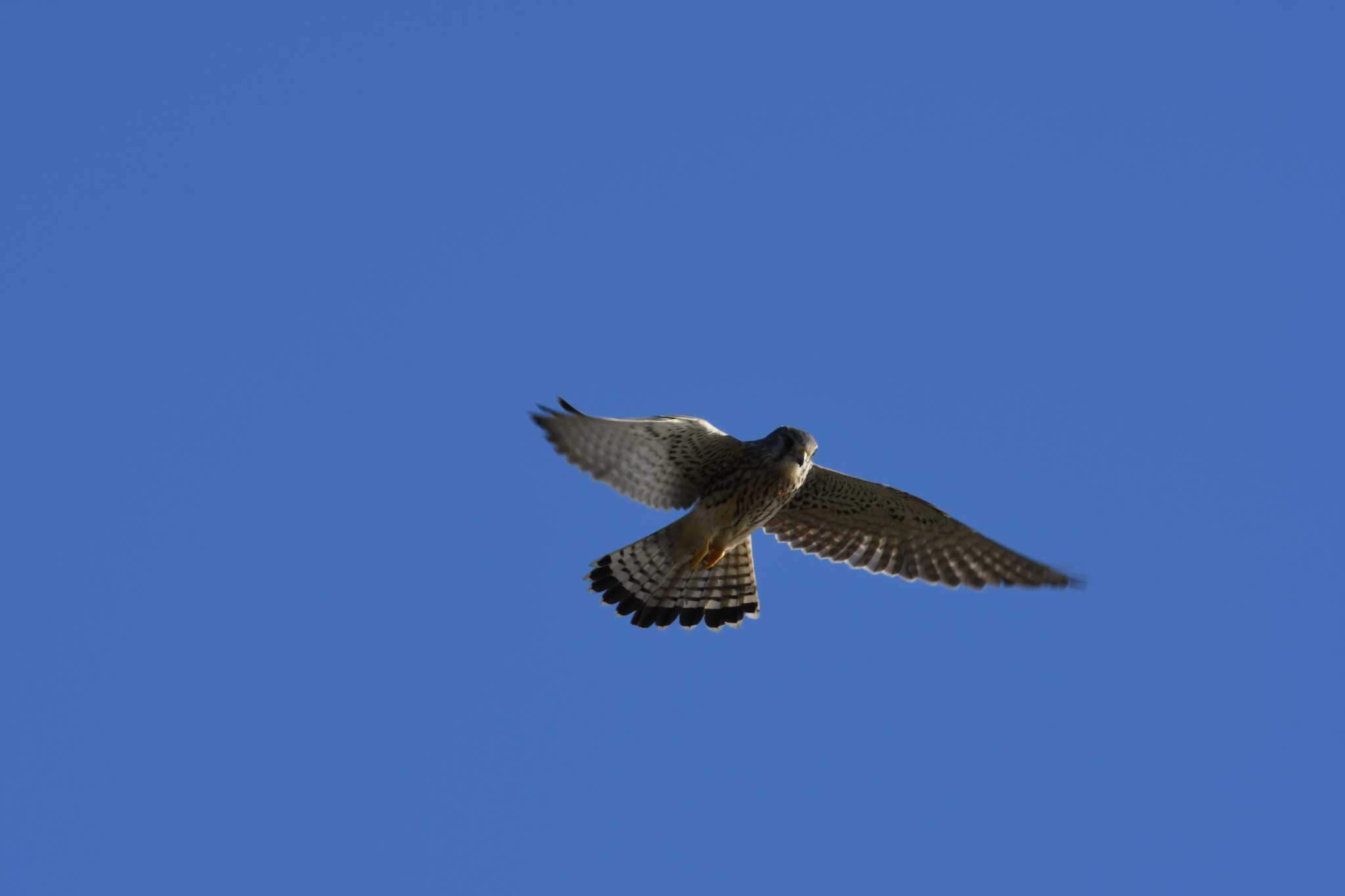 Common Kestrel