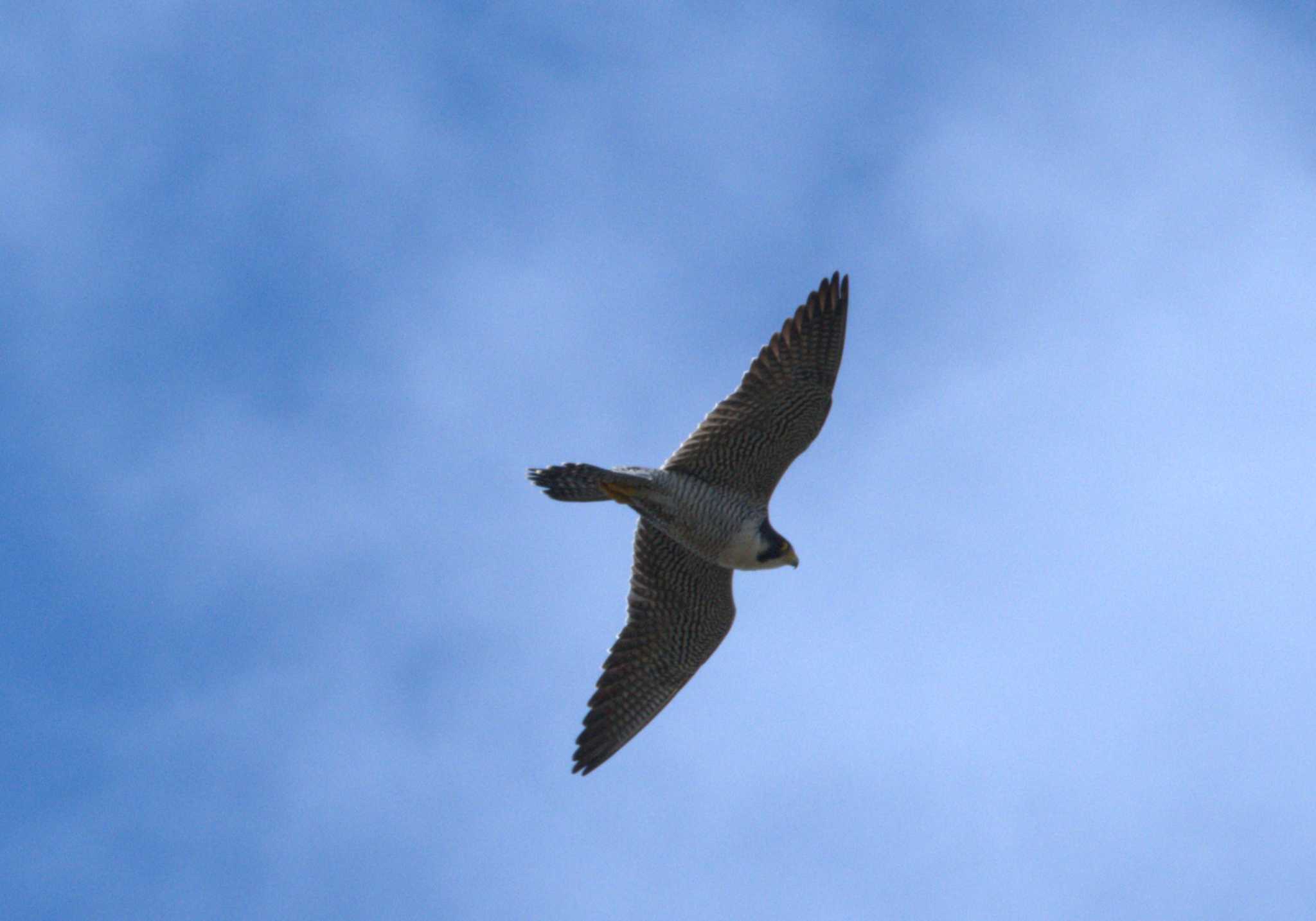 Peregrine Falcon