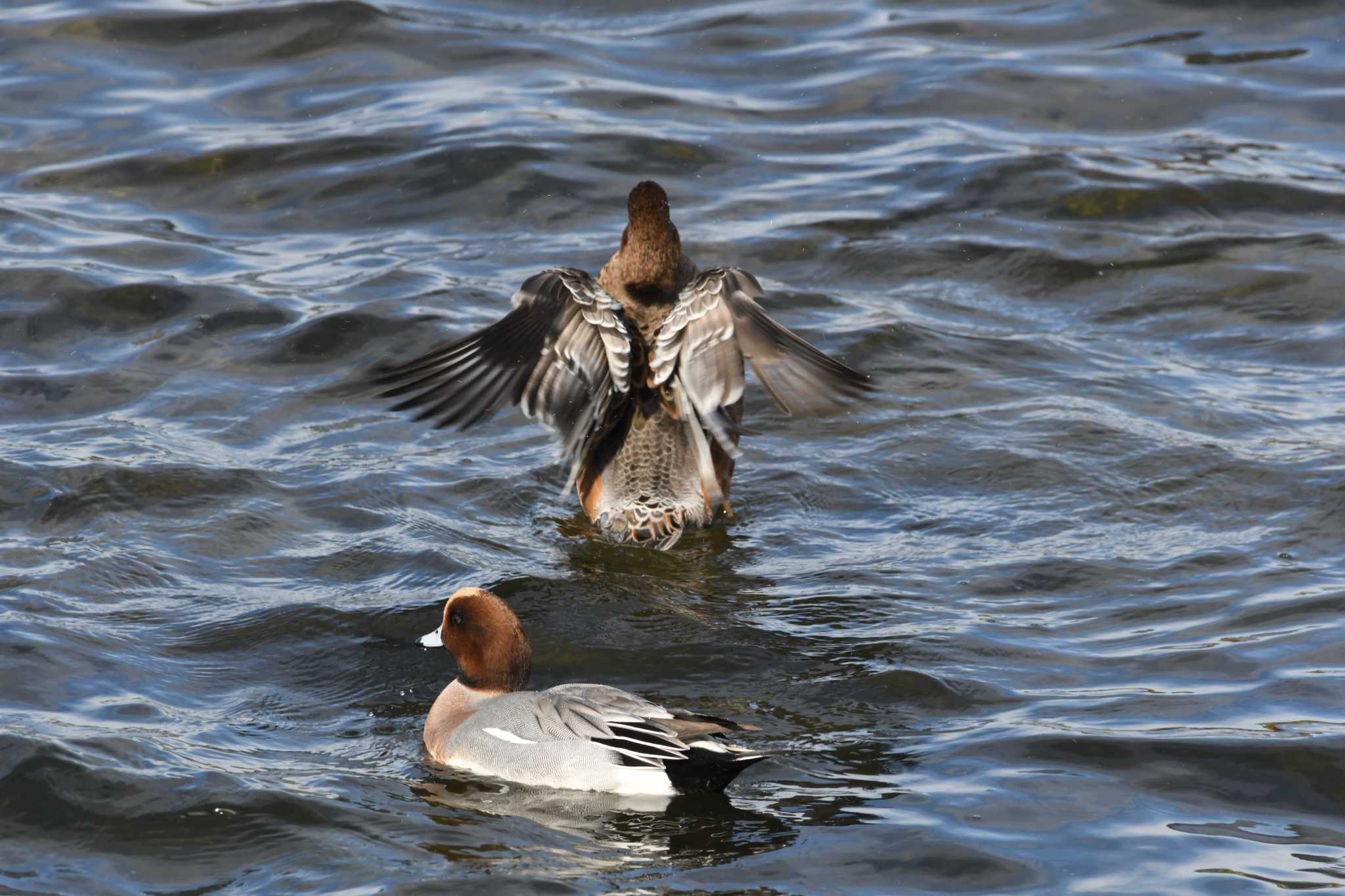 Eurasian Wigeon