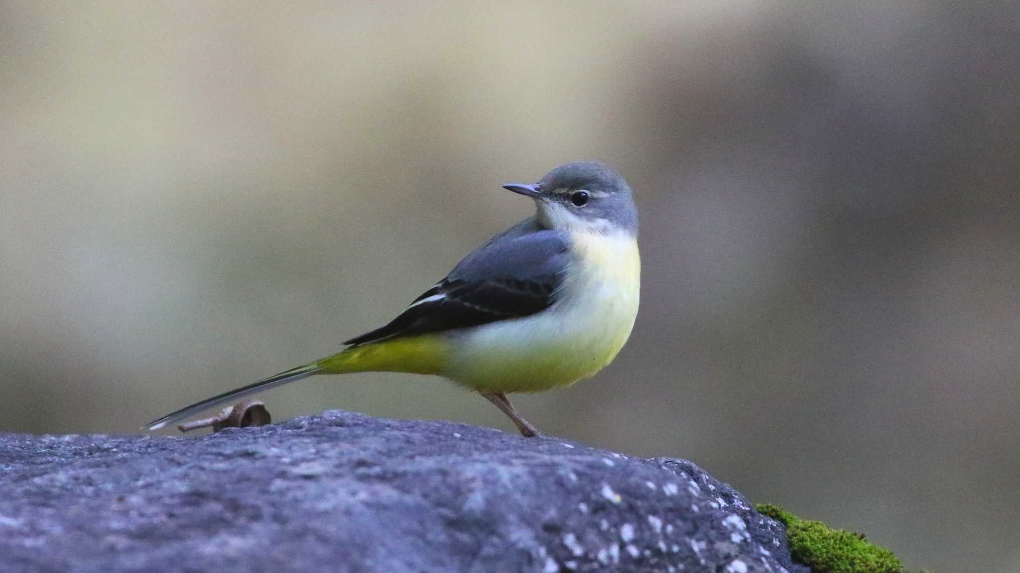 野鳥の森(鹿沼市) キセキレイの写真