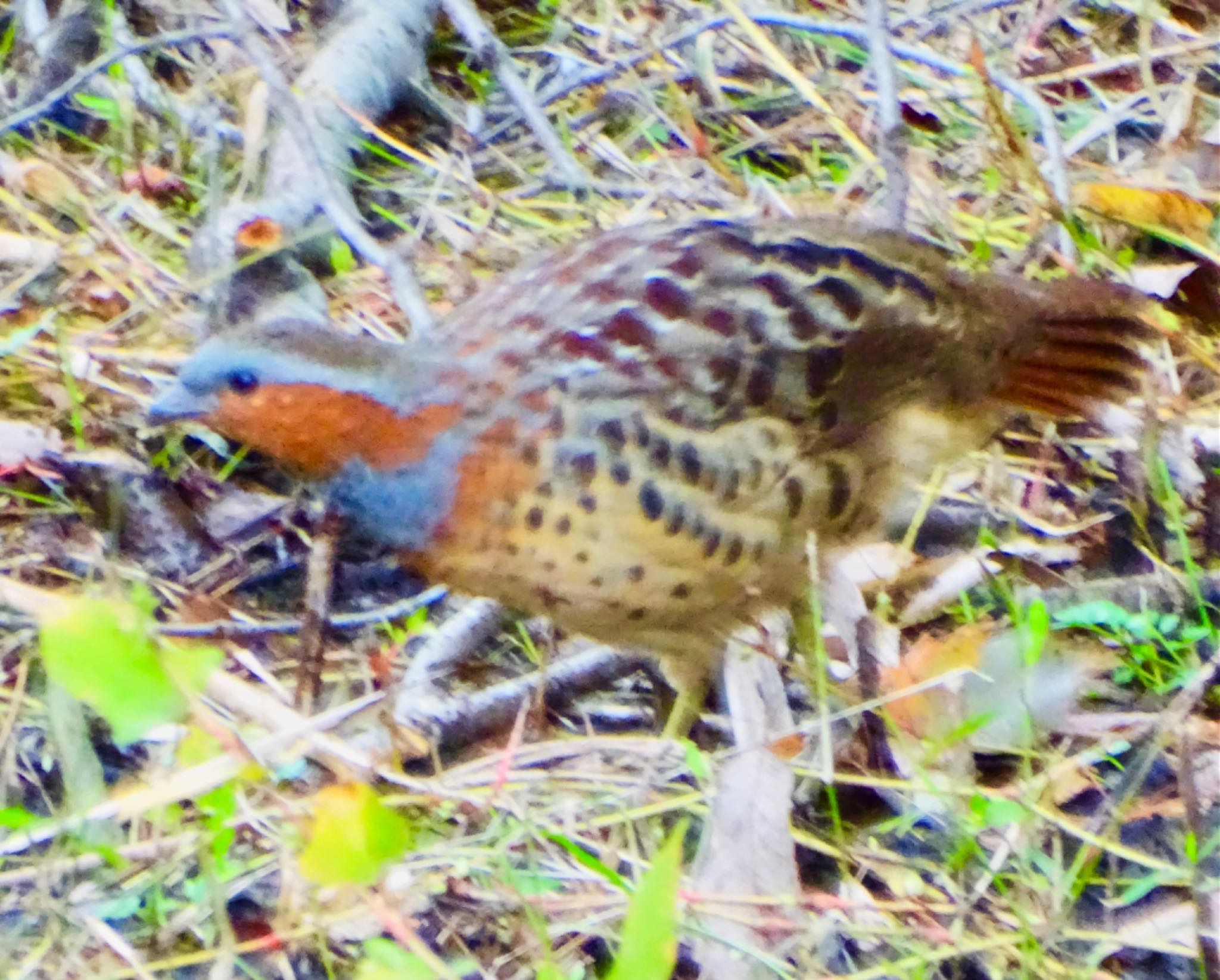 舞岡公園 コジュケイの写真