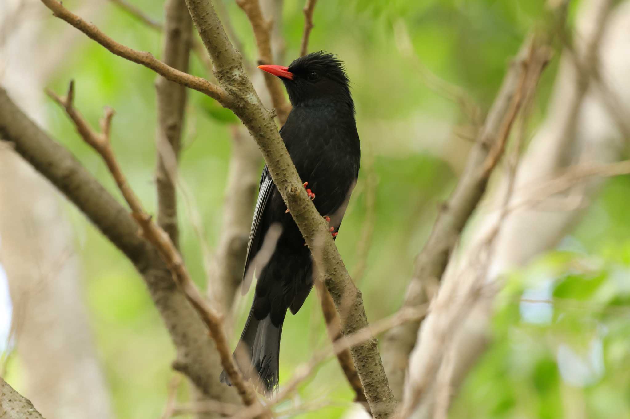 Photo of Black Bulbul at 大安森林公園 by トビトチヌ