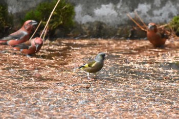 カワラヒワ 河口湖創造の森 2023年11月11日(土)