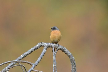 ジョウビタキ 西湖野鳥の森公園 2023年11月11日(土)