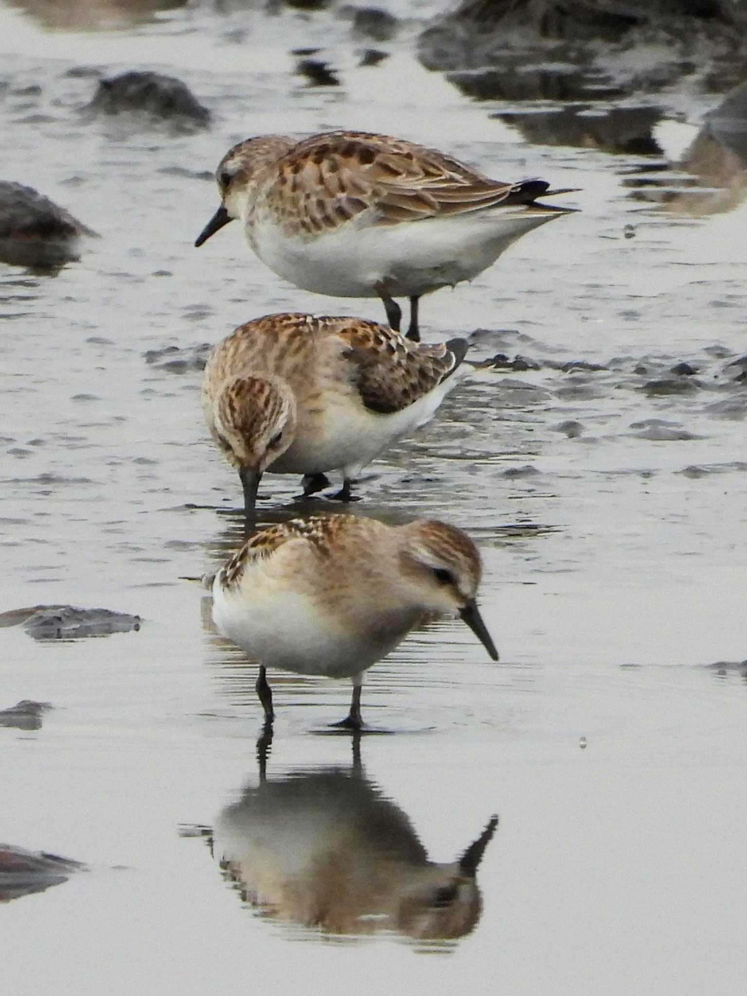 Photo of Red-necked Stint at  by サジタリウスの眼