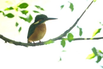 カワセミ 水元公園 2023年10月30日(月)