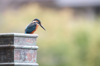 カワセミ 石神井公園 2023年11月12日(日)