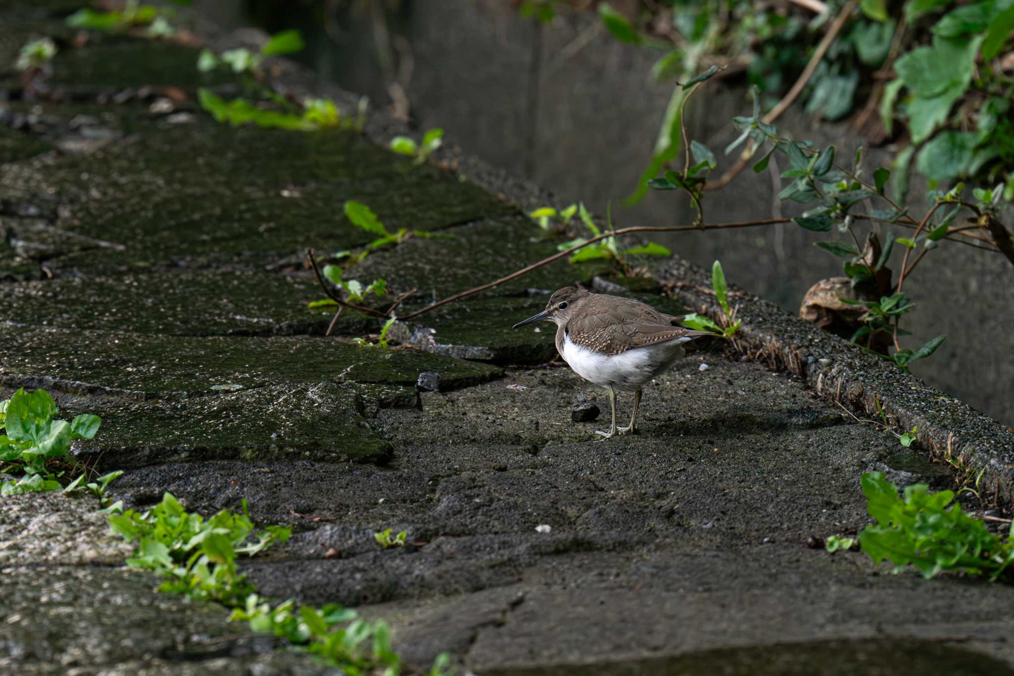 Photo of Common Sandpiper at 観音崎公園 by Tosh@Bird