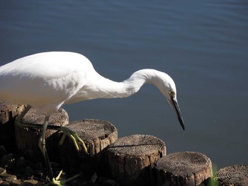 Little Egret Shinjuku Gyoen National Garden Tue, 11/14/2023