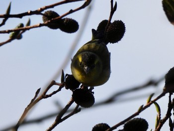 Eurasian Siskin 六甲山 Tue, 11/14/2023